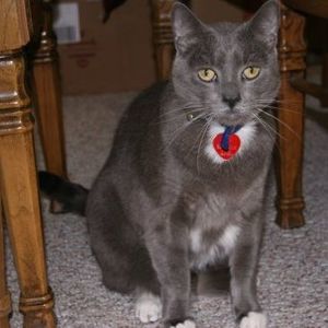 Meet your Posher, Josh